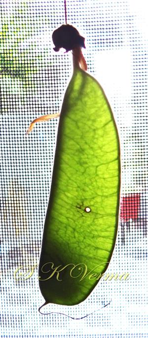  Legume with one subapical seed